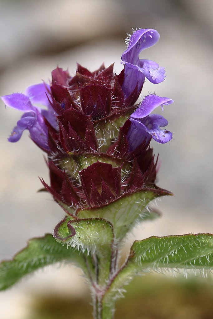 Prunella vulgaris (Selfheal)