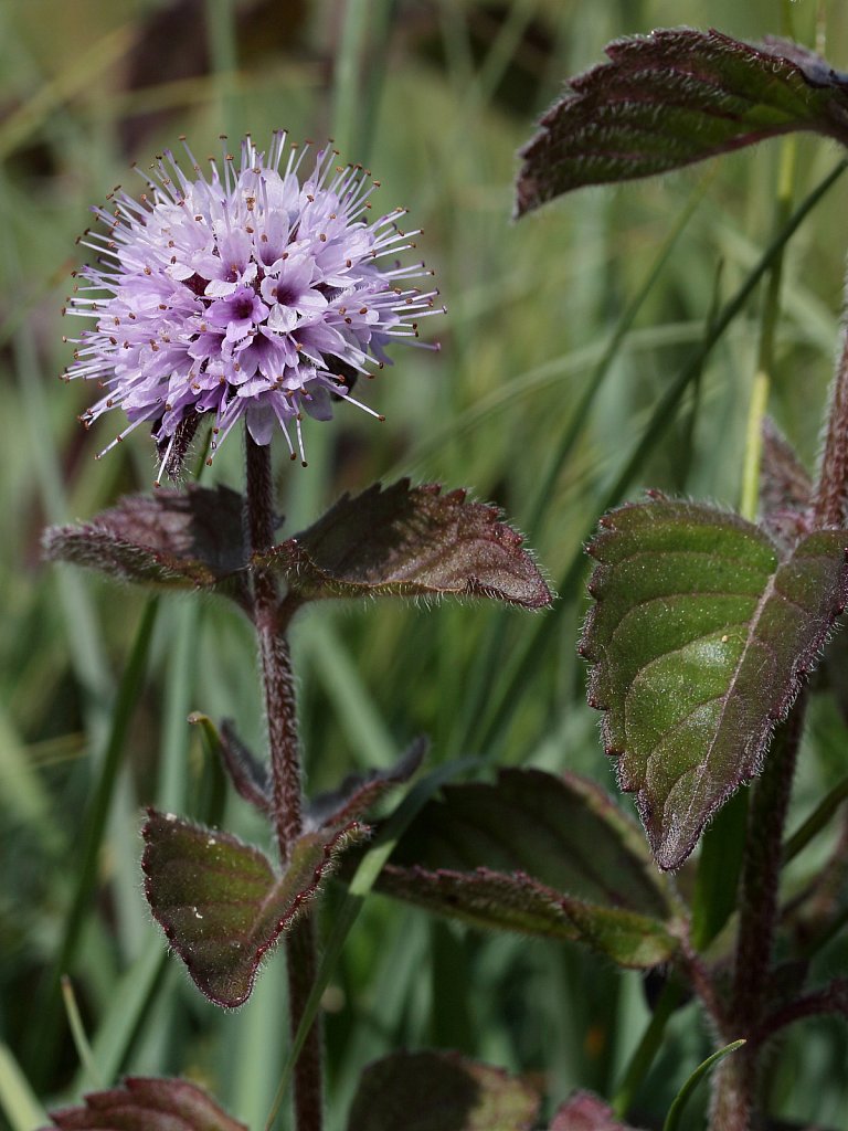 Mentha aquatica (Water Mint)