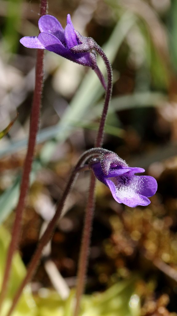 Pinguicula vulgaris (Common Butterwort)