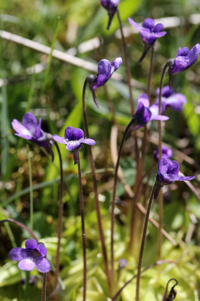 Pinguicula vulgaris (Common Butterwort)