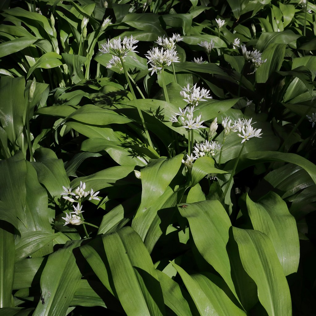 Allium ursinum (Ramsons)