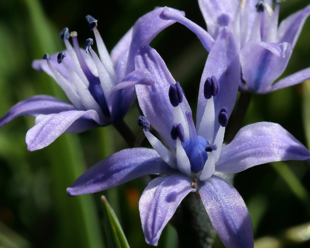 Scilla verna (Spring Squill)