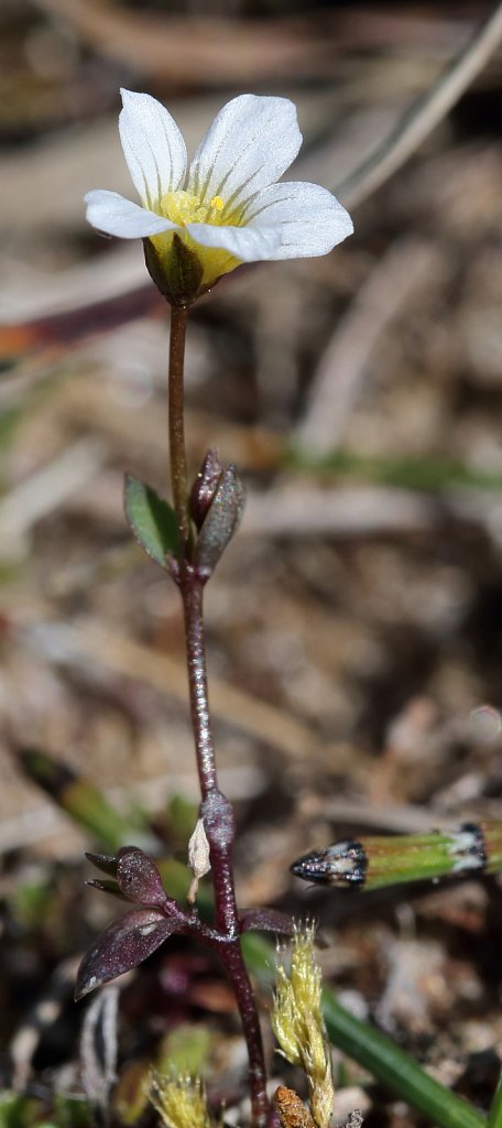 Linum catharticum (Fairy Flax)