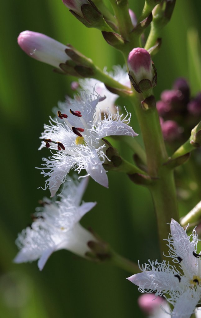 Menyanthes trifoliata (Bogbean)