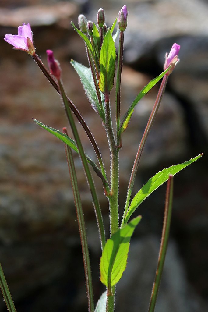 Epilobium ciliatum (American WIllowherb)