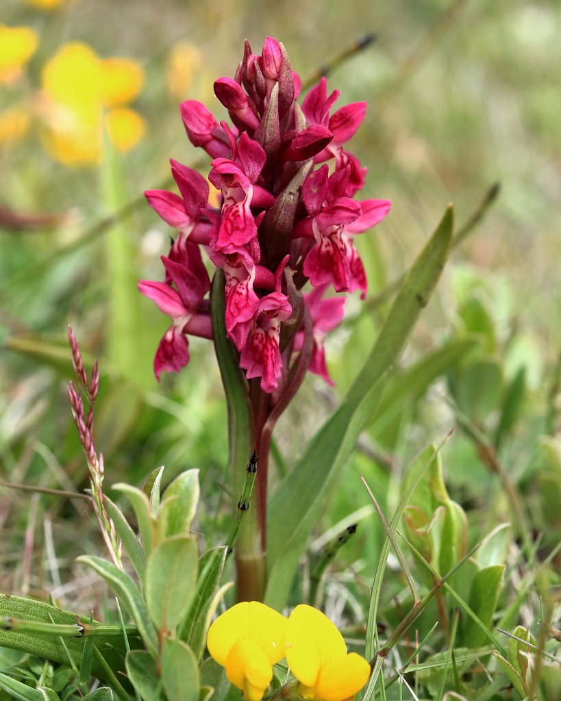 Dactylorhiza incarnata ssp coccinea (Early Marsh-orchid)