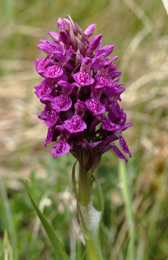 Dactylorhiza purpurella (Northern Marsh-orchid)