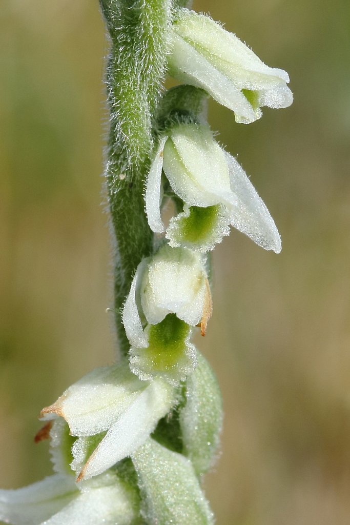 Spiranthes spiralis (Autumn Lady's-tresses)