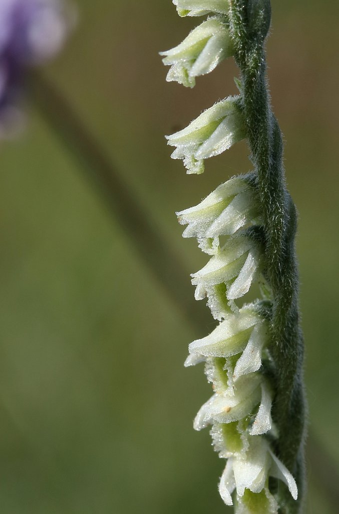 Spiranthes spiralis (Autumn Lady's-tresses)