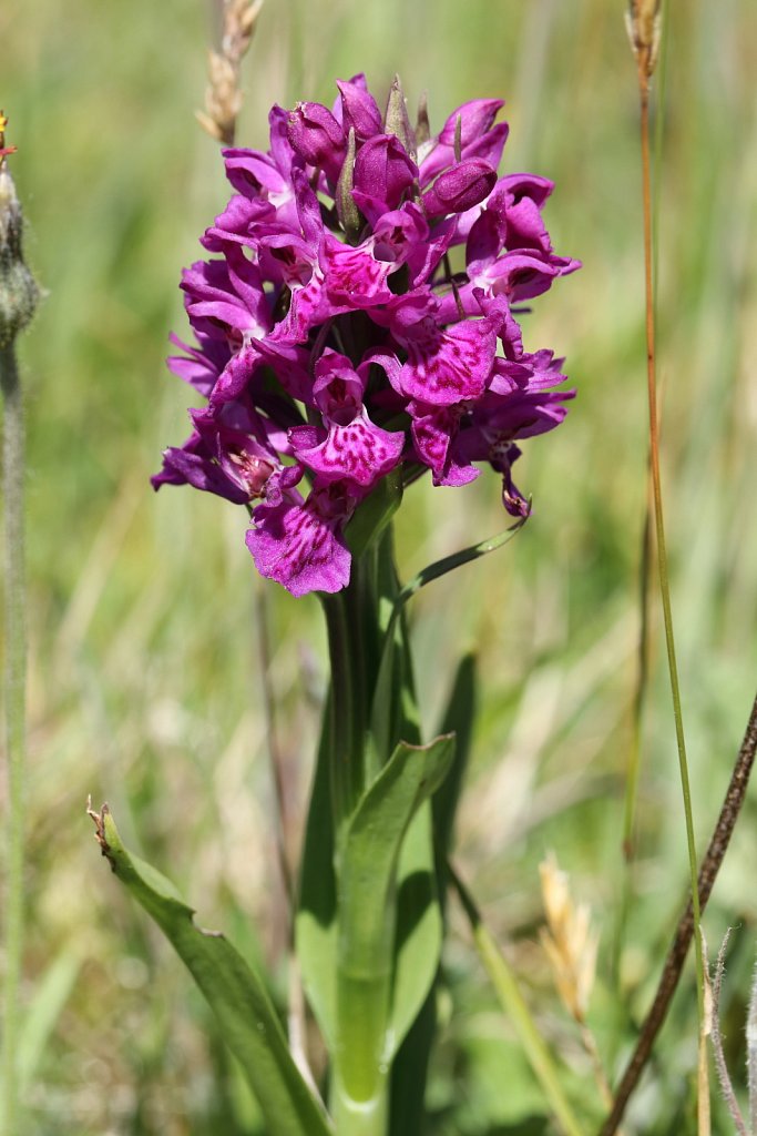 Dactylorhiza purpurella (Northern Marsh-orchid)