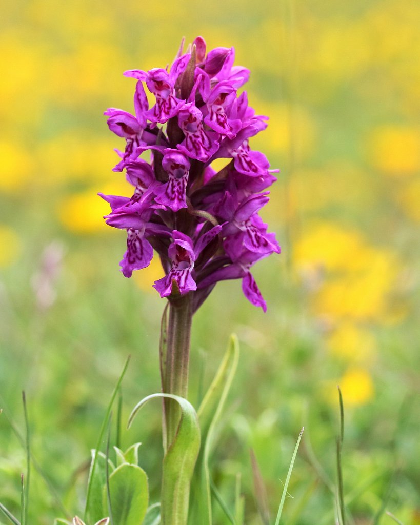 Dactylorhiza purpurella (Northern Marsh-orchid)