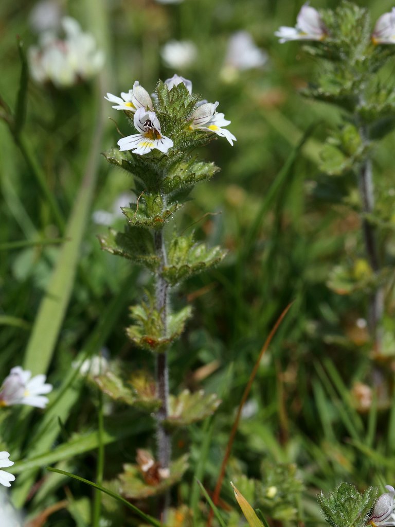 Euphrasia officinalis ssp anglica (English Eyebright)