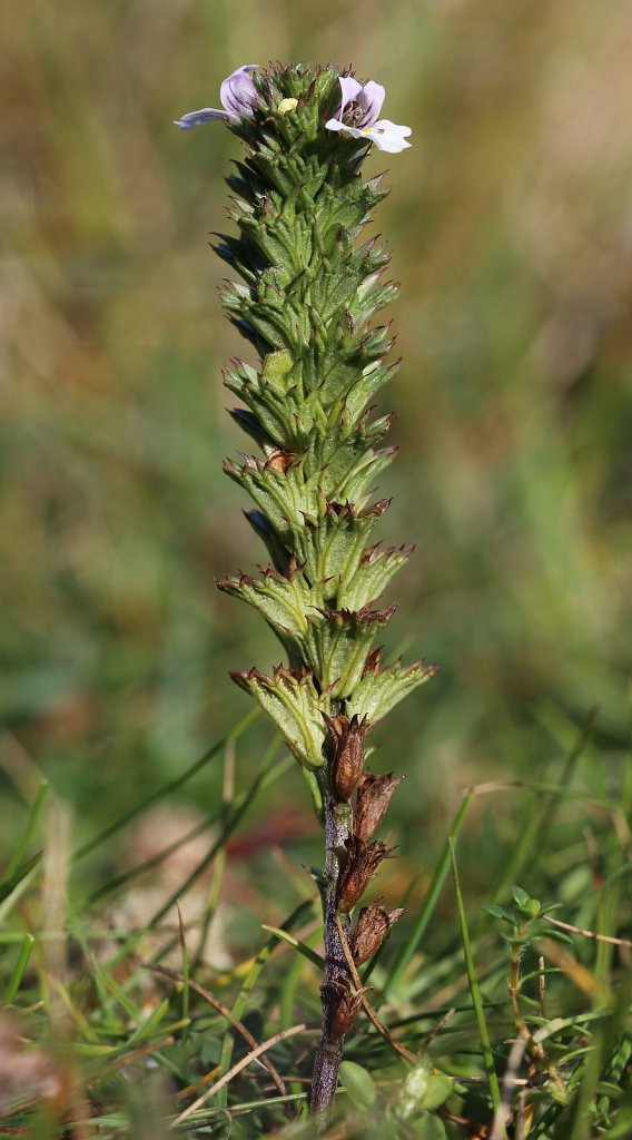 Euphrasia tetraquetra (Western Eyebright)