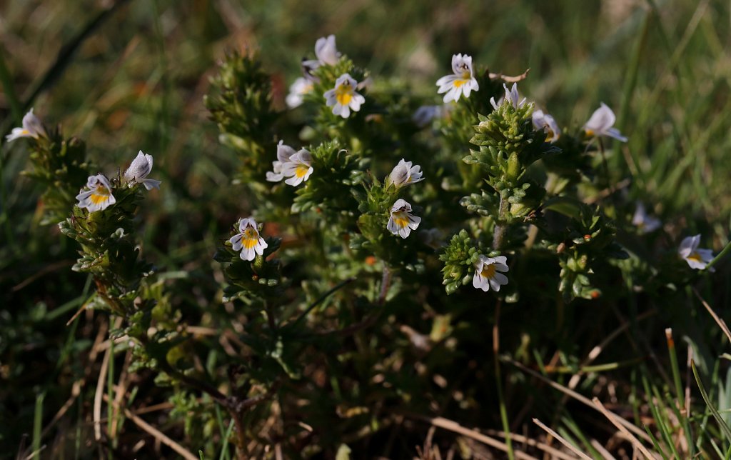 Euphrasia confusa (Confused Eyebright)