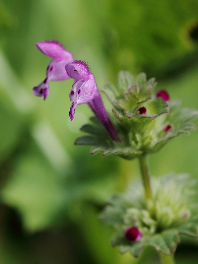 Lamium amplexicaule (Henbit Dead-nettle)