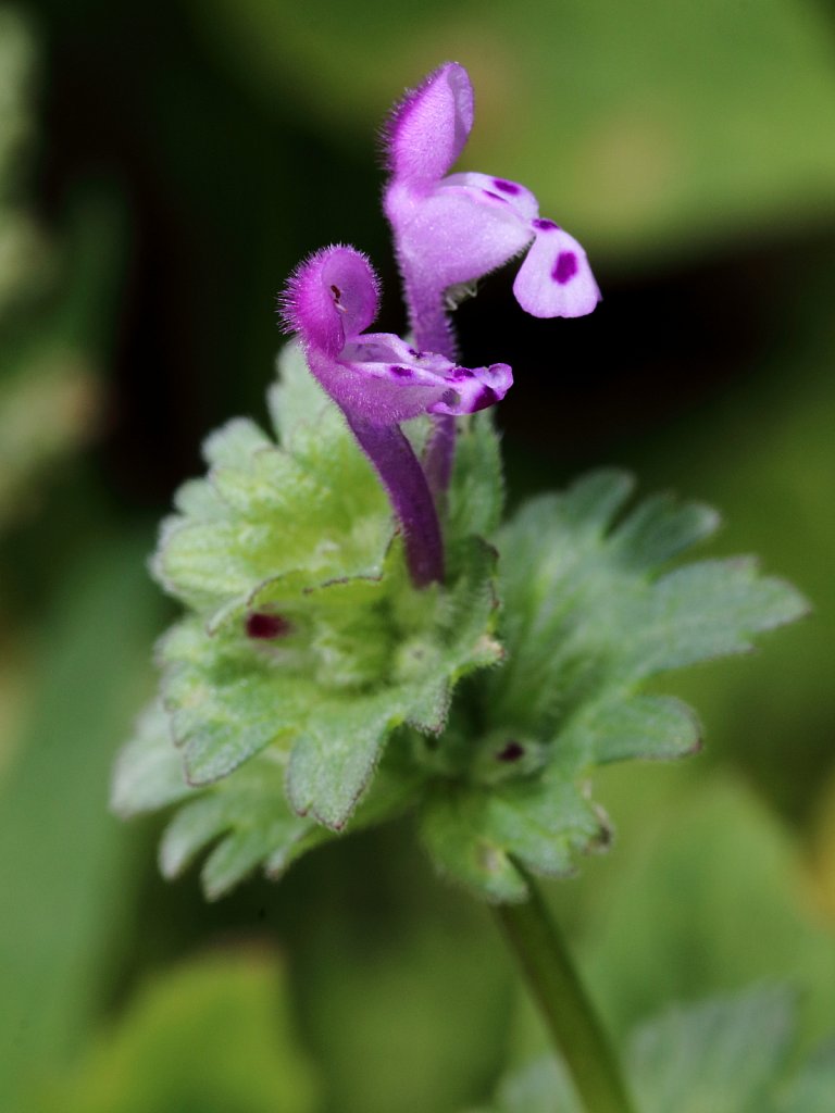 Lamium amplexicaule (Henbit Dead-nettle)