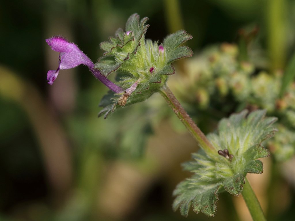 Lamium amplexicaule (Henbit Dead-nettle)