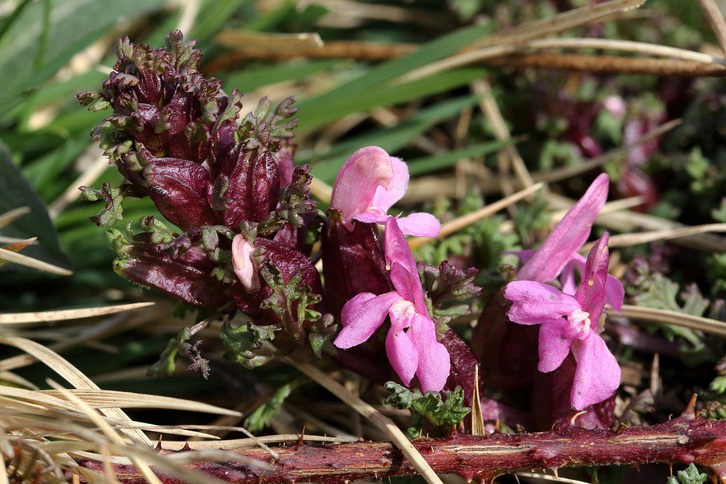 Pedicularis sylvatica (Lousewort)