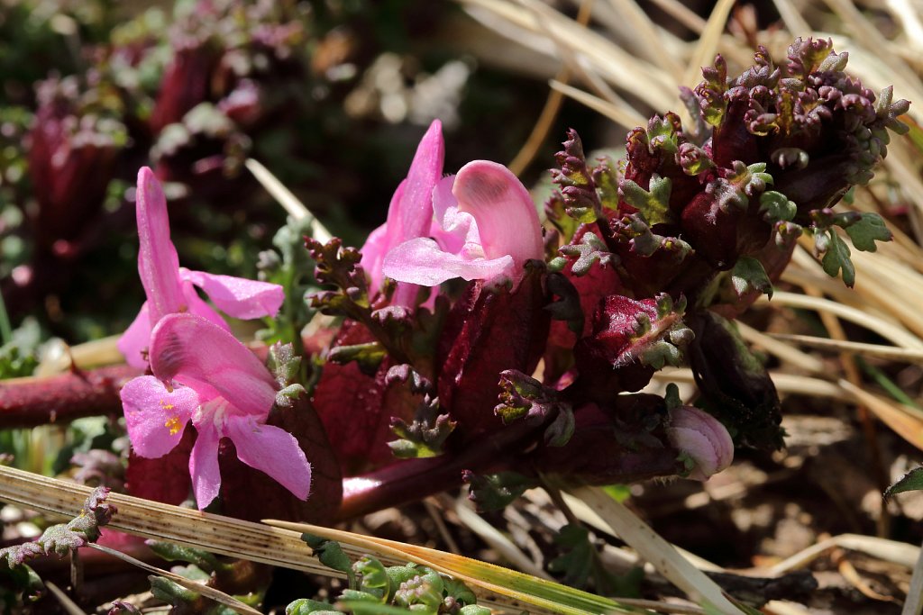 Pedicularis sylvatica (Lousewort)