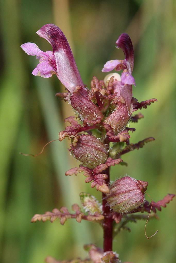 Pedicularis palustris (Marsh Lousewort)