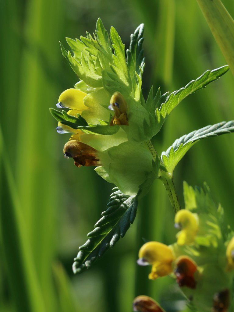 Rhinanthus minor (Yellow-rattle)