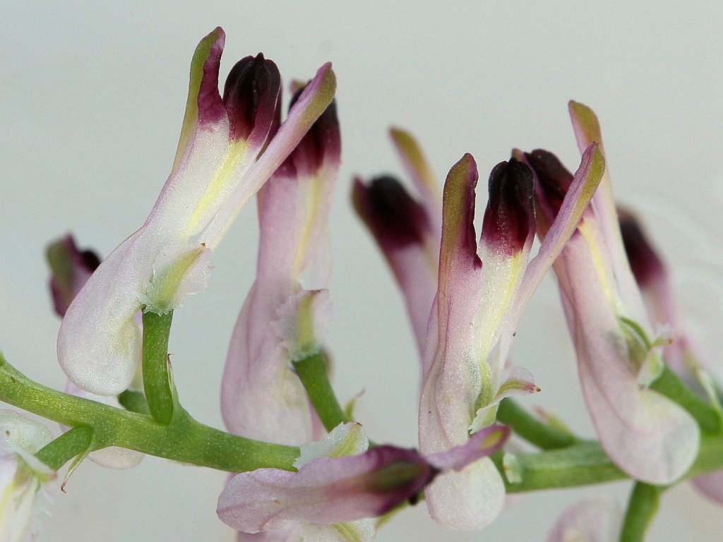 Fumaria bastardii var hibernica (Tall Ramping-fumitory)