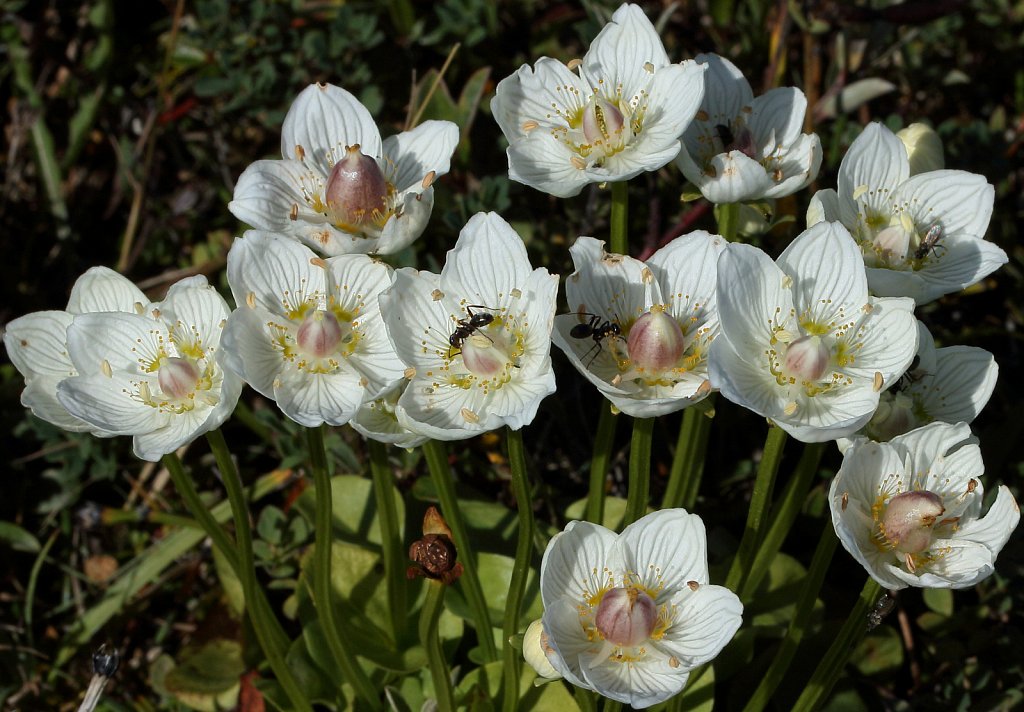 Parnassia palustris (Grass-of-Parnassus)