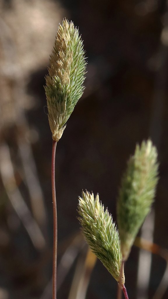 Phleum arenarium (Sand Cat's-tail)