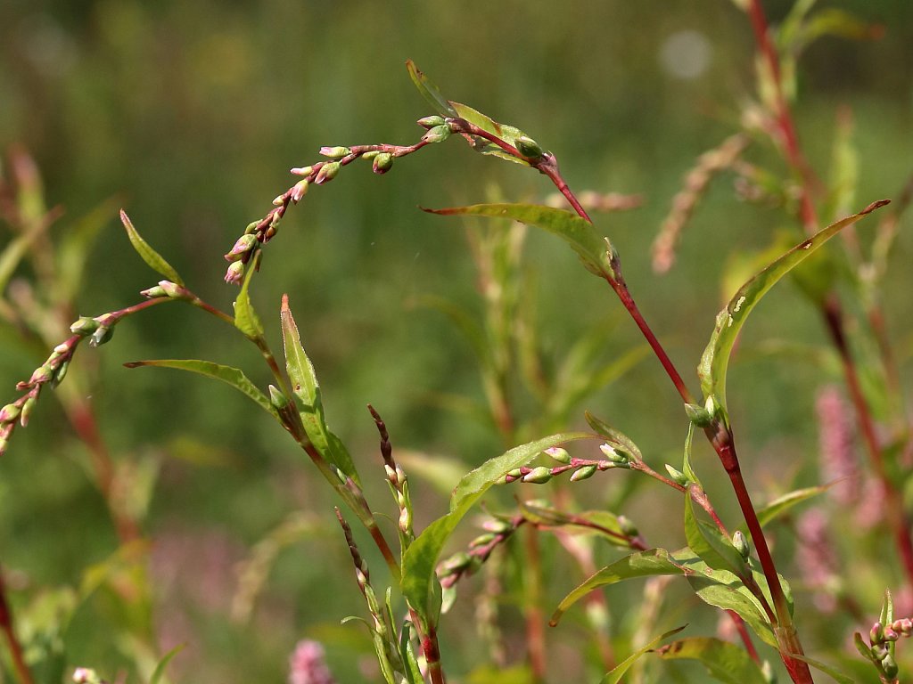 Persicaria hydropiper (Water-pepper)