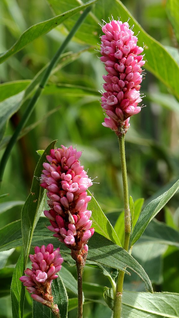 Persicaria amphibia (Amphibious Bistort)