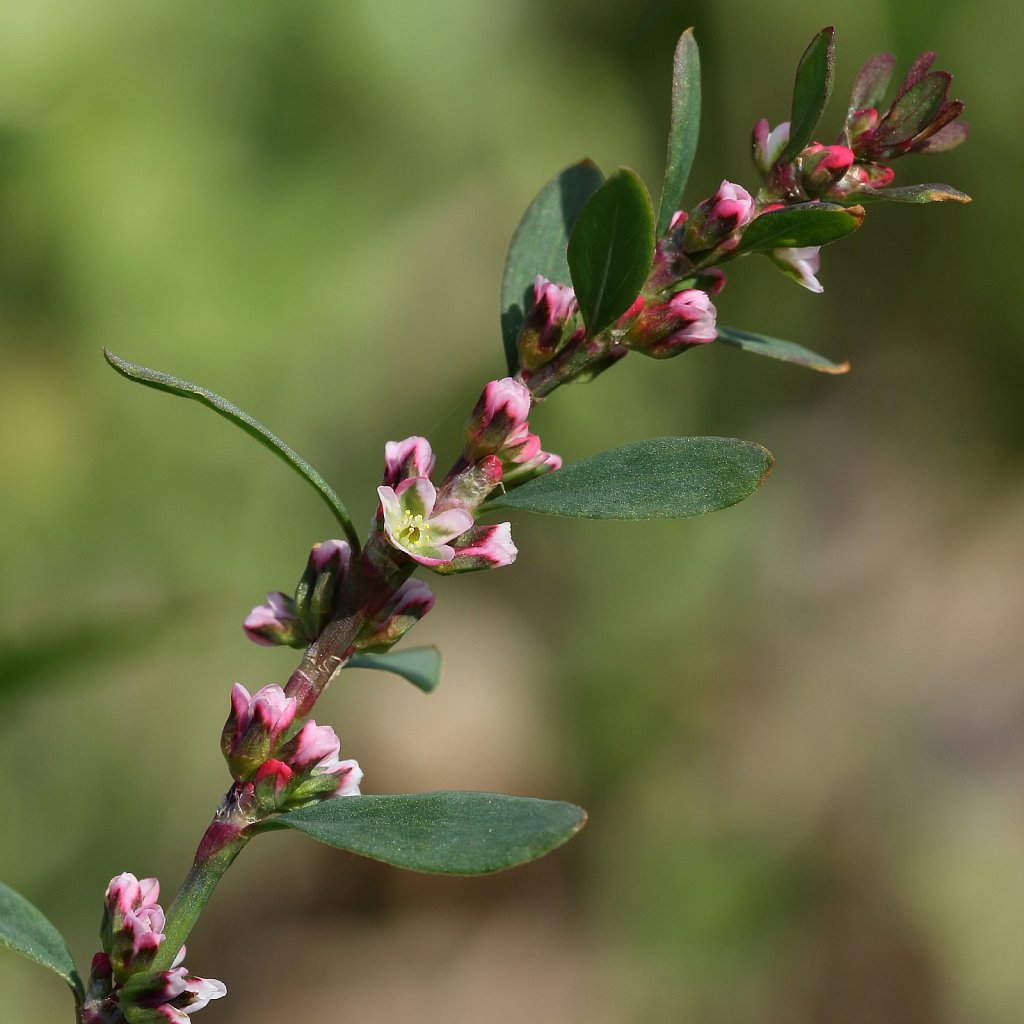 Polygonum aviculare (Common Knotgrass)