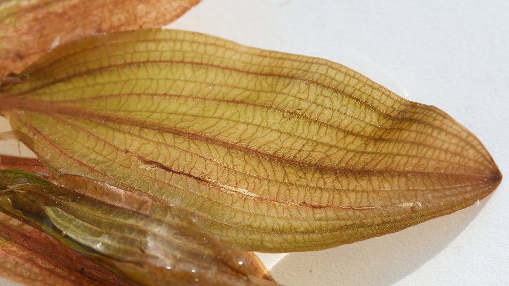 Potamogeton coloratus (Fen Pondweed)