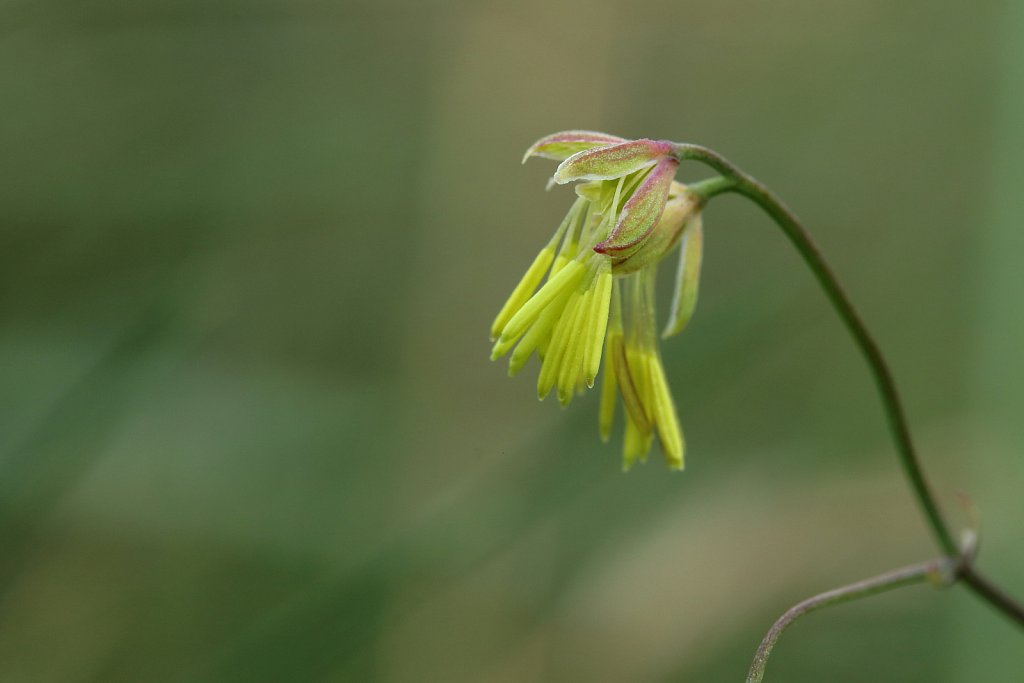 Thalictrum minus (Lesser Meadow-rue)