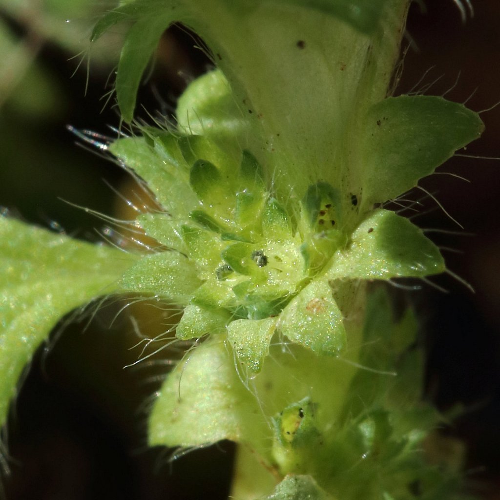 Aphanes arvensis (Parsley-piert)