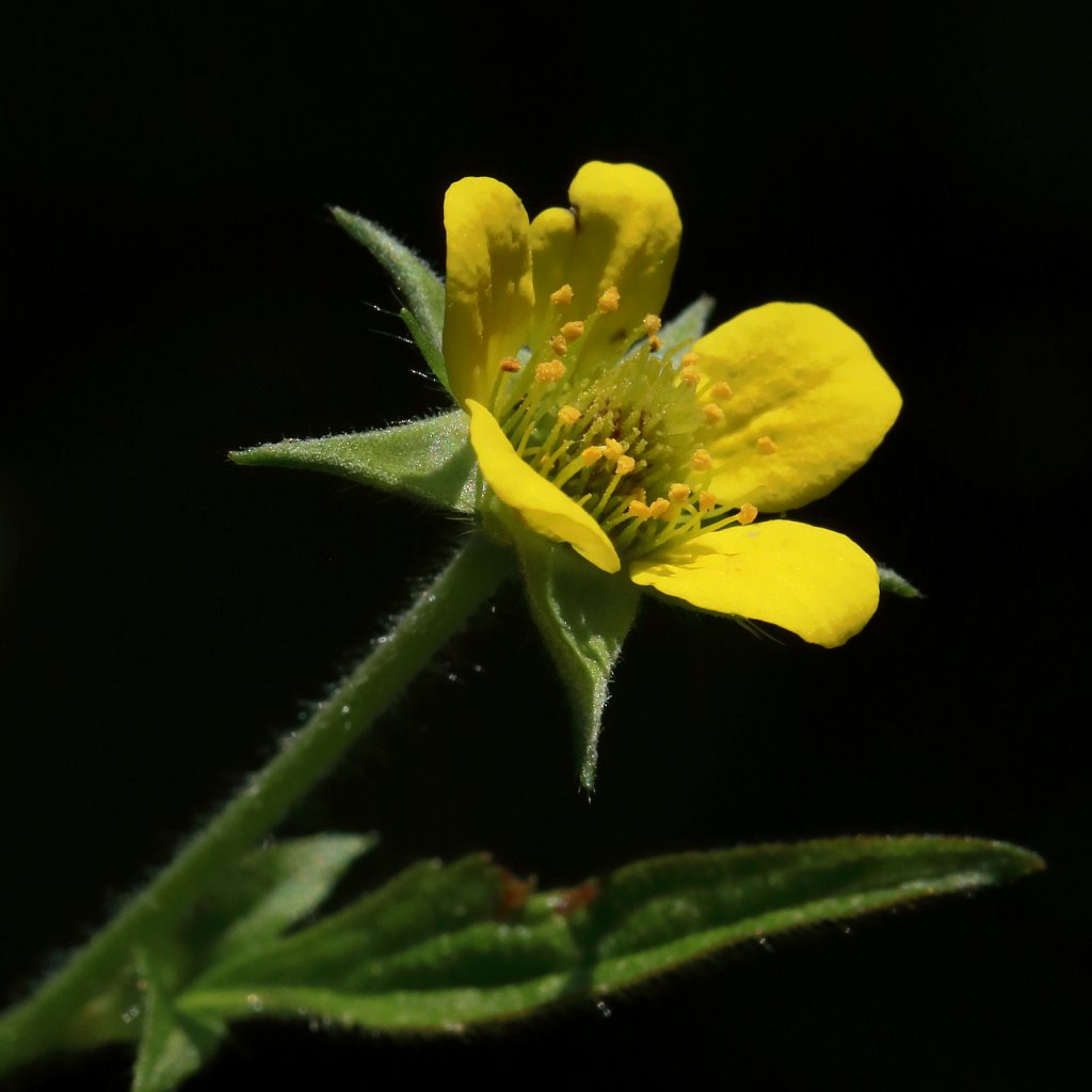 Geum urbanum (Wood Avens)