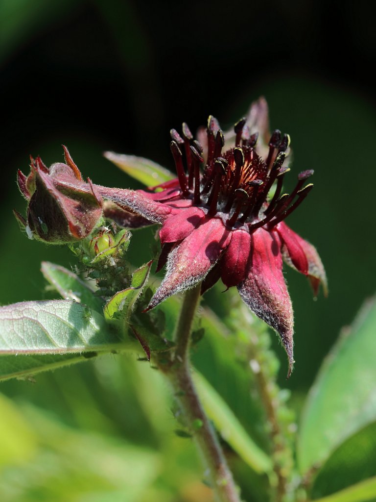 Comarum palustre (Marsh Cinquefoil)