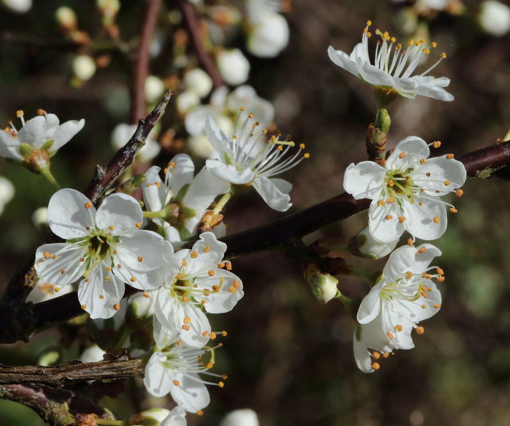 Prunus spinosa (Blackthorn)