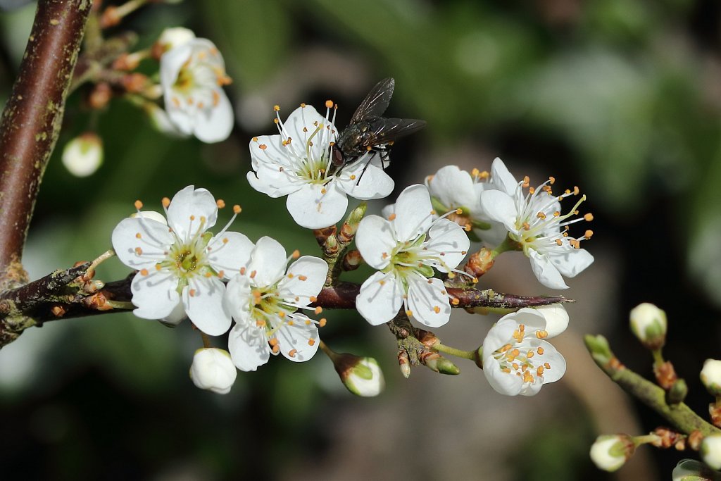 Prunus spinosa (Blackthorn)