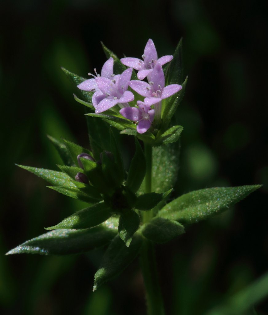 Sherardia arvensis (Field Madder)