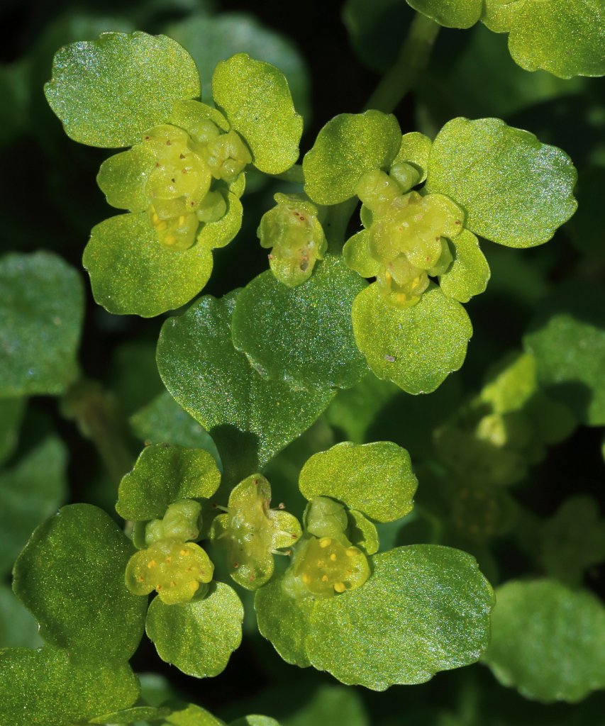 Chrysosplenium oppositifolium (Opposite-leaved Golden Saxifrage)