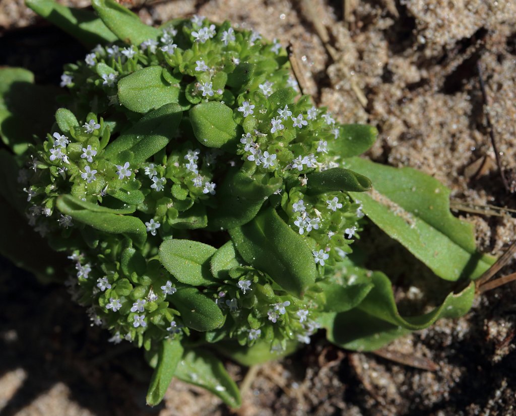 Valerianella locusta (Common Cornsalad)