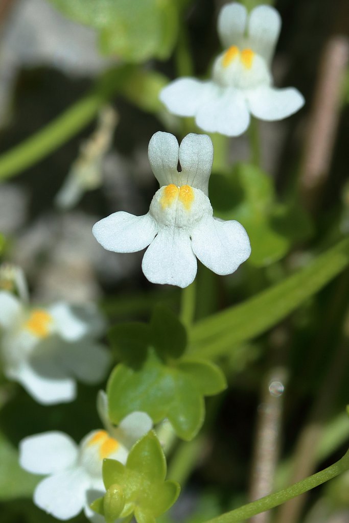 Cymbalaria muralis (Ivy-leaved Toadflax)