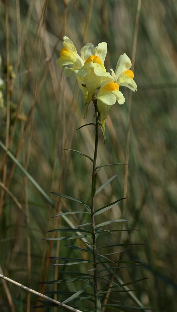 Linaria vulgaris (Common Toadflax)