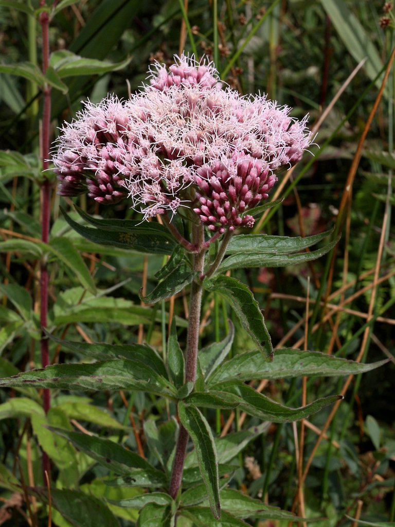 Eupatorum cannabinum (Hemp Agrimony)