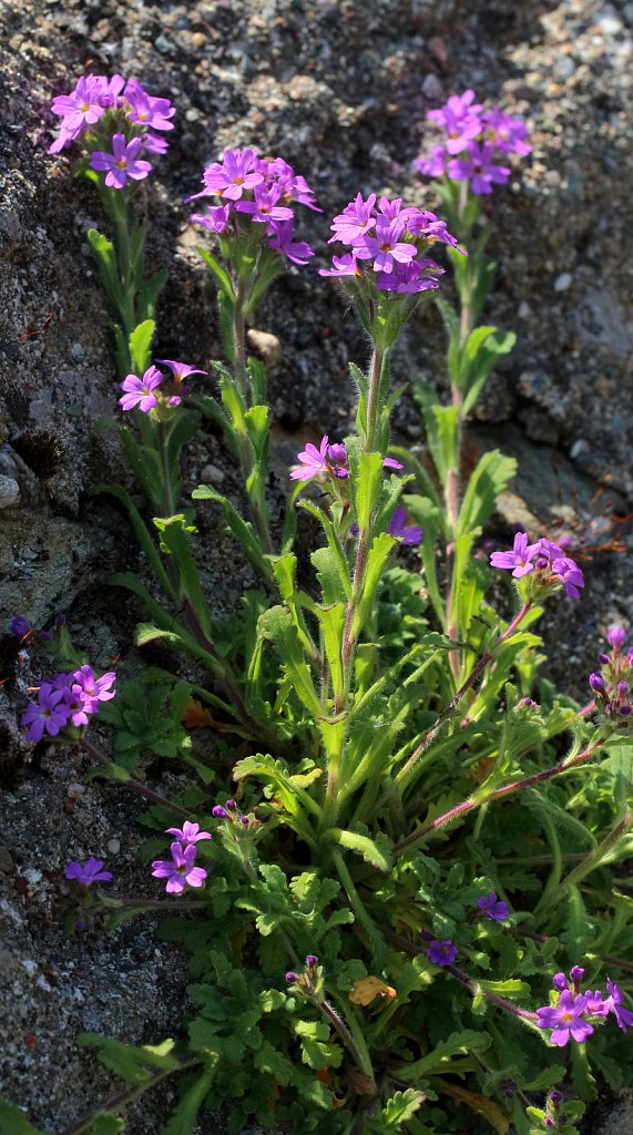 Erinus alpinus (Fairy Foxglove)