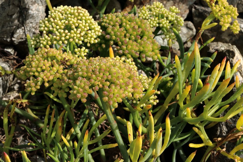 Crithmum maritimum (Rock Samphire)