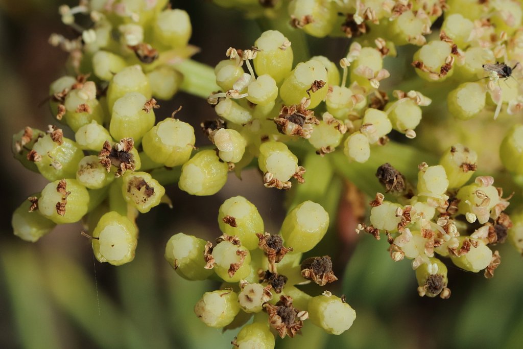 Crithmum maritimum (Rock Samphire)