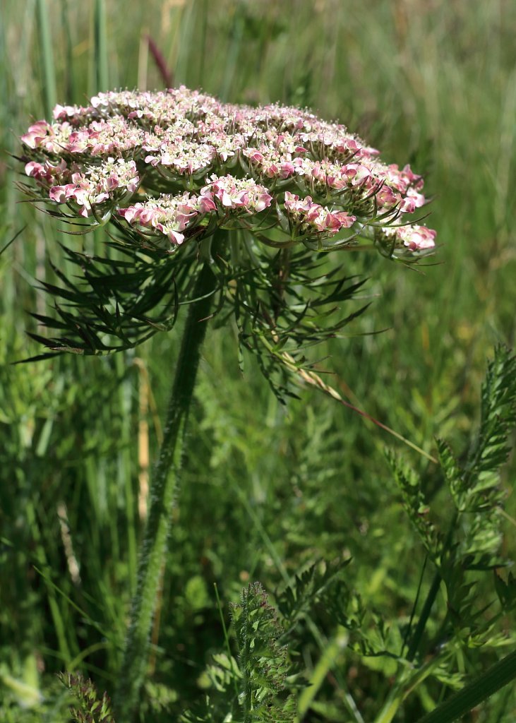 Daucus carota ssp. carota (Wild Carrot)