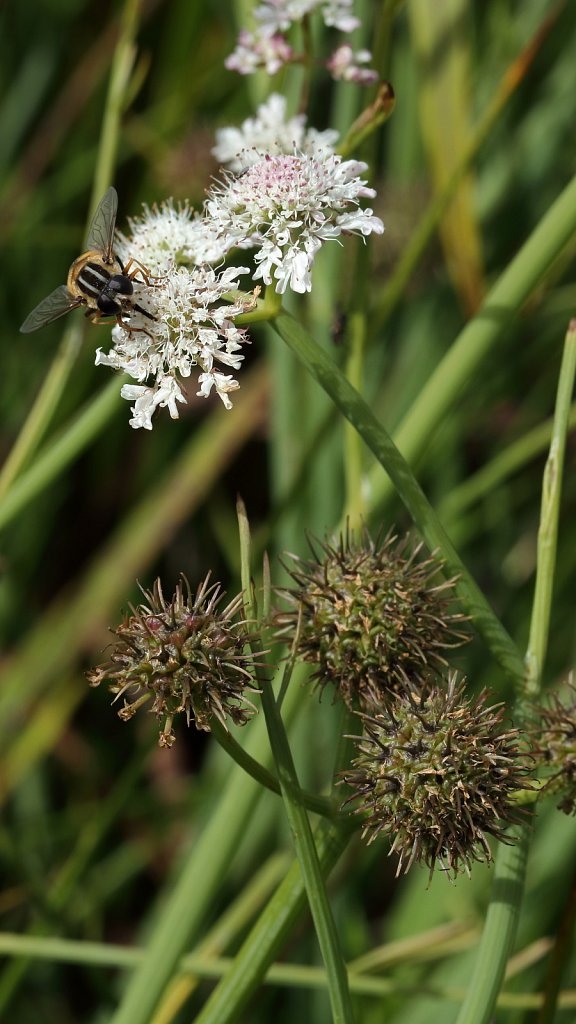 Oenanthe fistulosa (Tubular Water-dropwort)