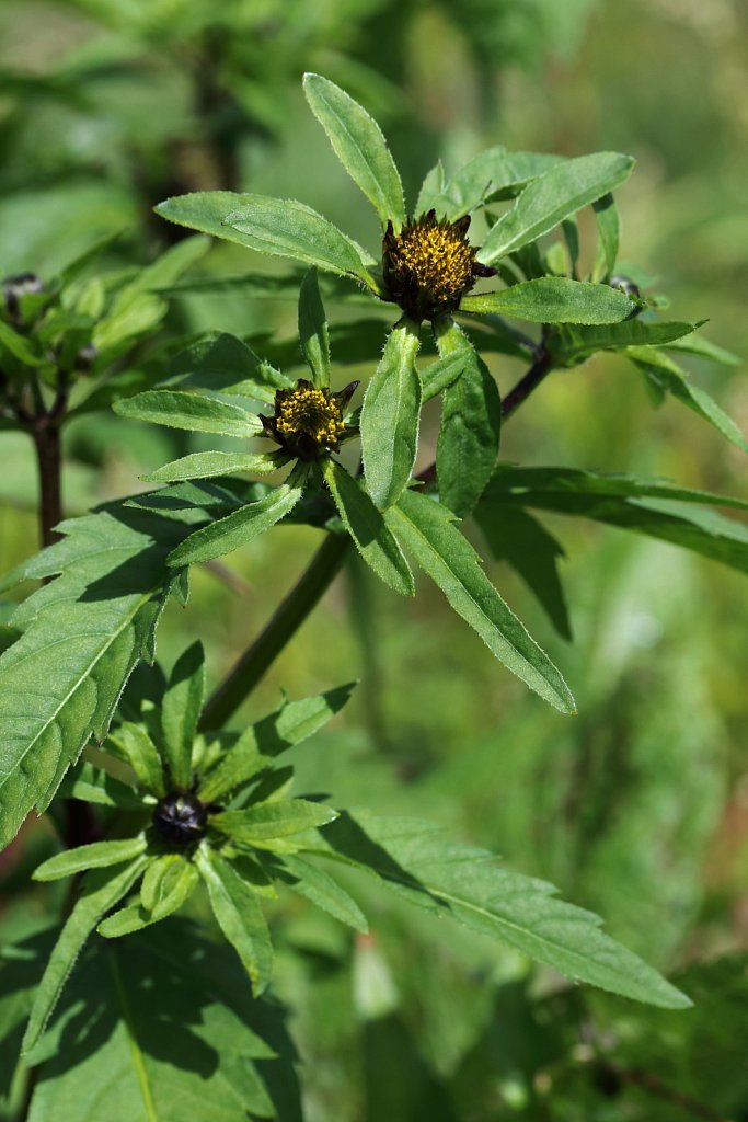 Bidens tripartita (Trifid Bur-marigold)